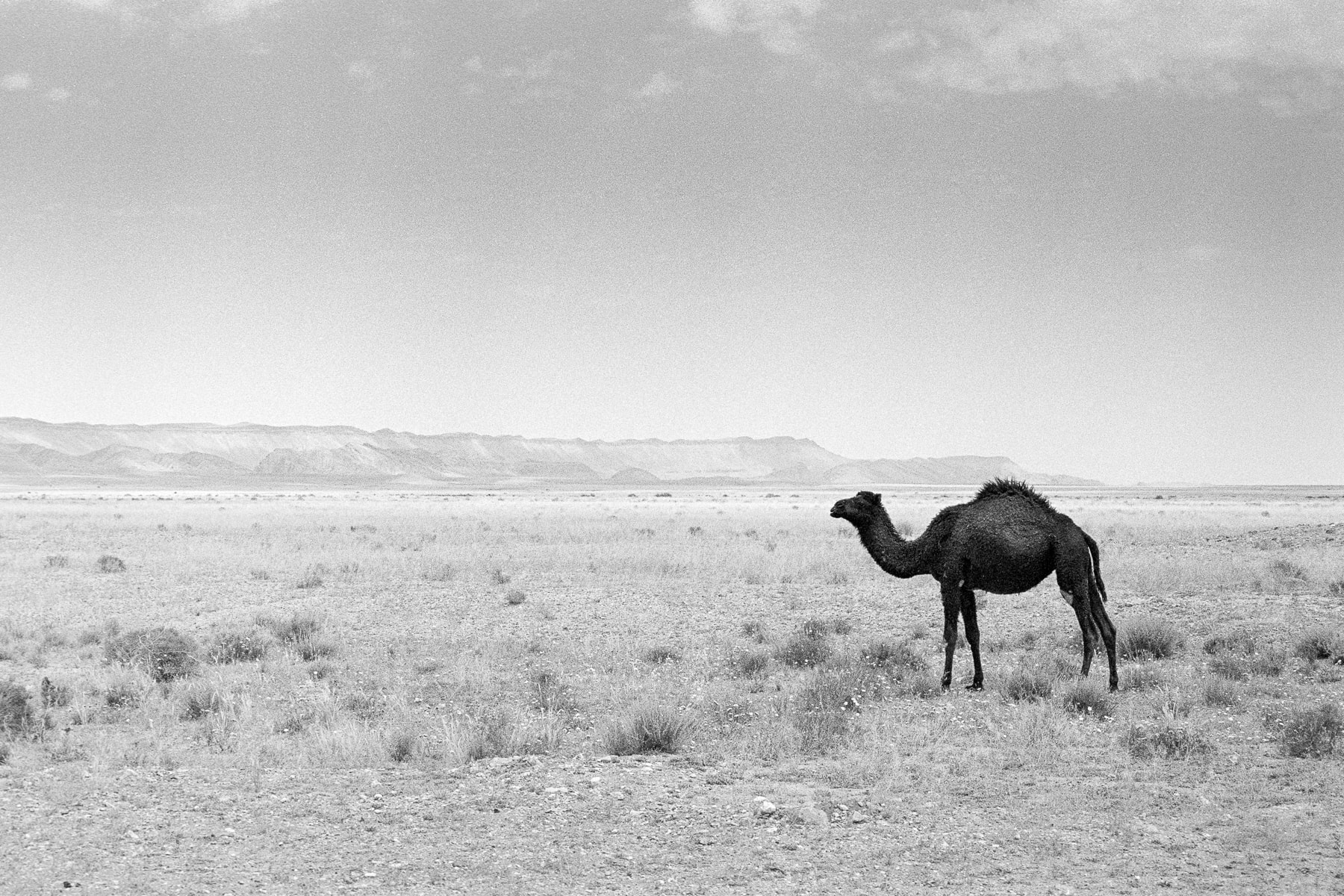 Afrique du Nord, Leica M6, Maroc, Noir et blanc, Tri-X