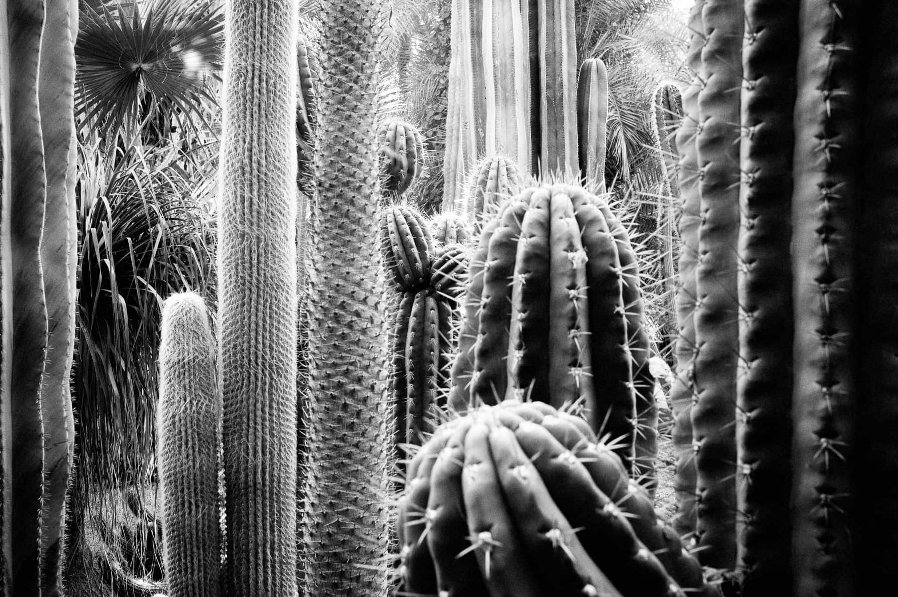 Afrique du Nord, Leica Monochrom, Maroc, Noir et blanc