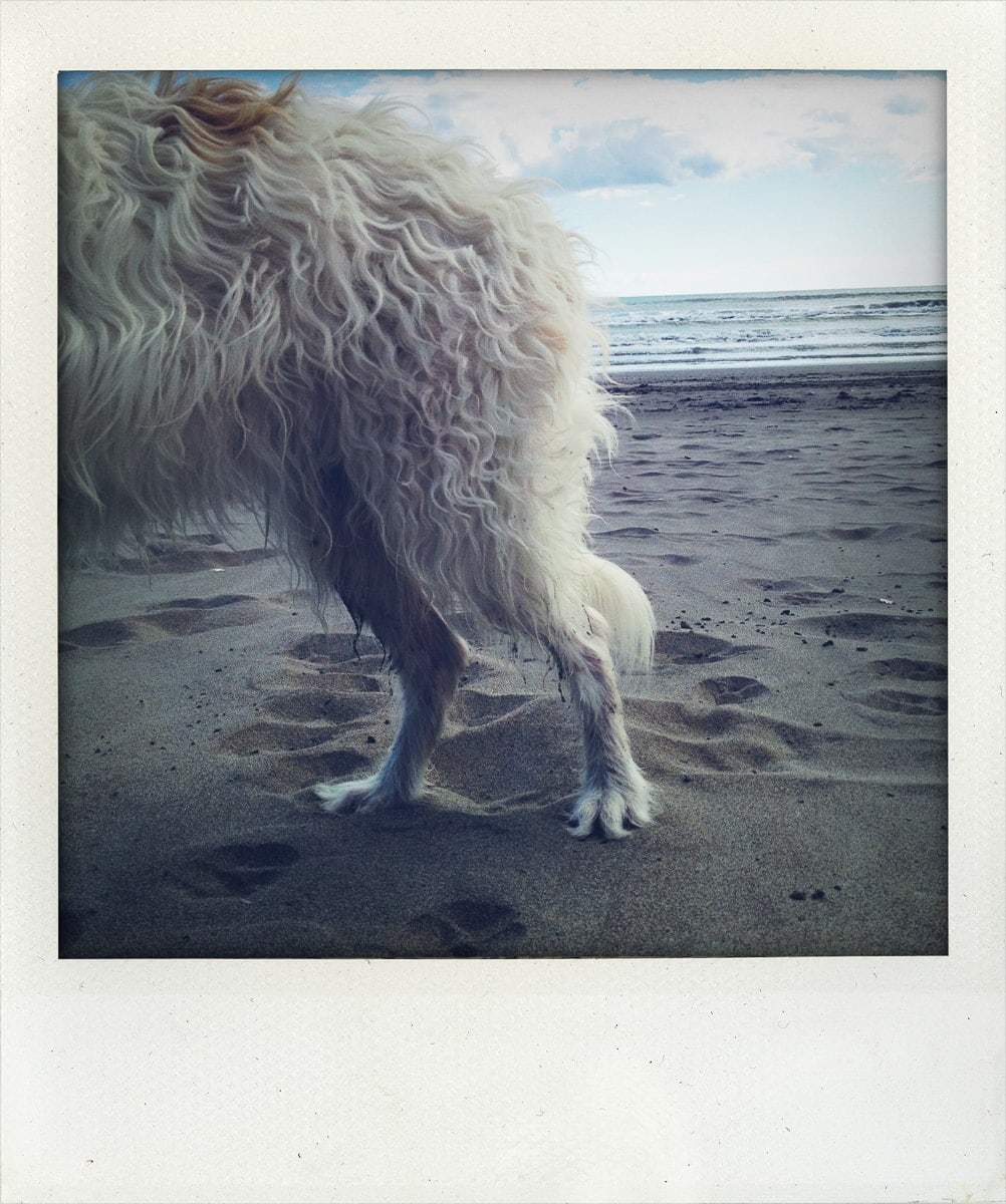 Chien, Plage, iPhone