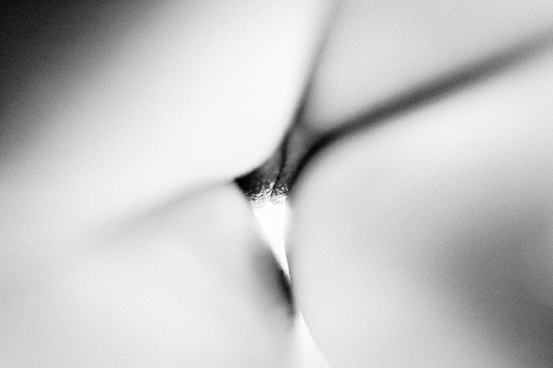 Leica Q, Noir et blanc, Nu, Sexe