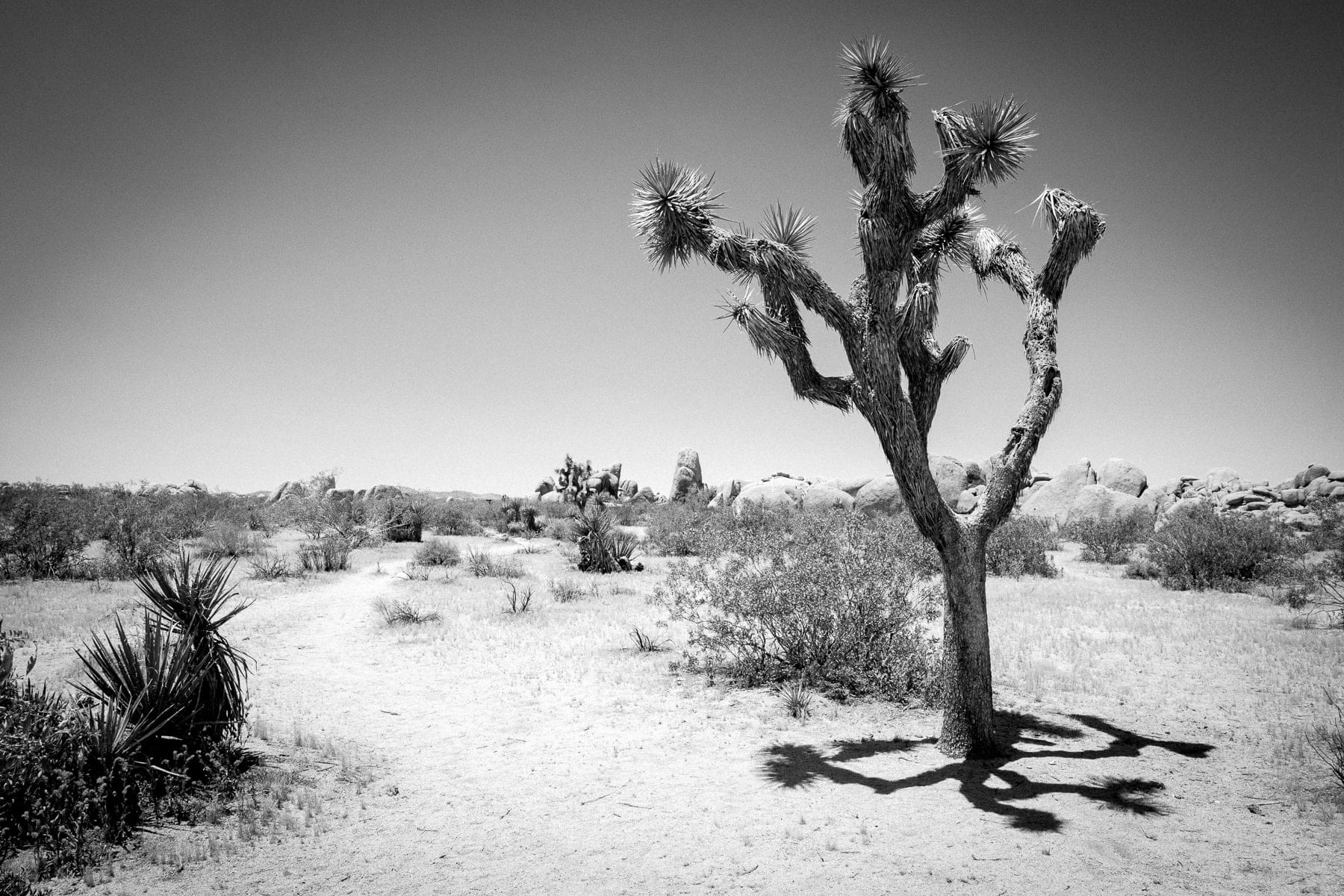 Amérique du Nord, Californie, Joshua Tree, Leica Q, Noir et blanc