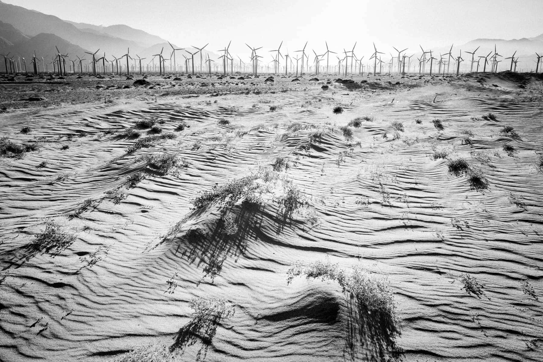 Amérique du Nord, Californie, Leica Q, Noir et blanc, Palm Springs