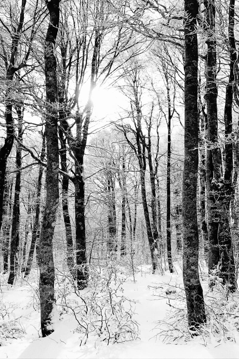 Arbres, Europe, France, Noir et blanc