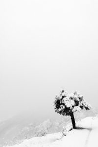 Arbres, Europe, France, Noir et blanc