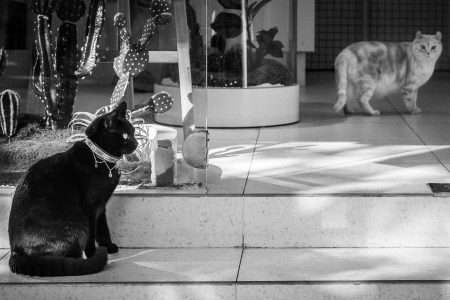 Asie, China, NEW, Shanghai