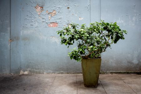 Asie, China, NEW, Shanghai