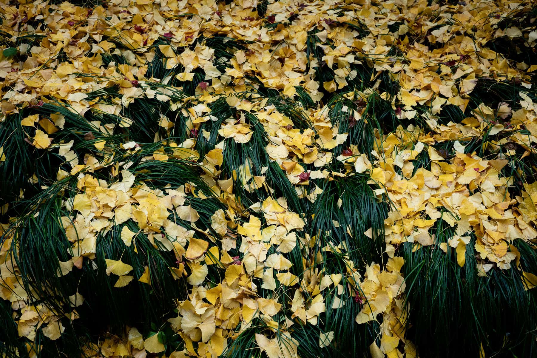 Asie, China, Hangzhou, NEW